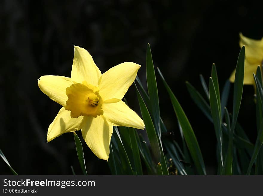 Closeup picture of a yellow flower. Closeup picture of a yellow flower