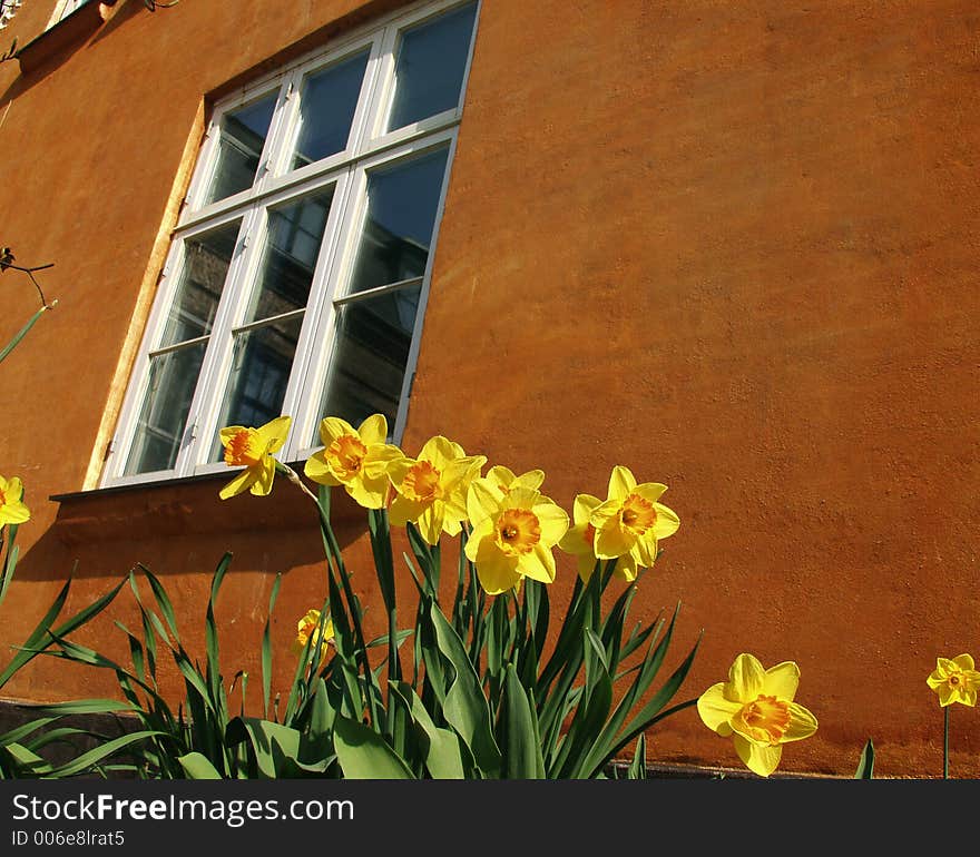 Closeup picture of yellow flowers fronting a orange wall house. Closeup picture of yellow flowers fronting a orange wall house