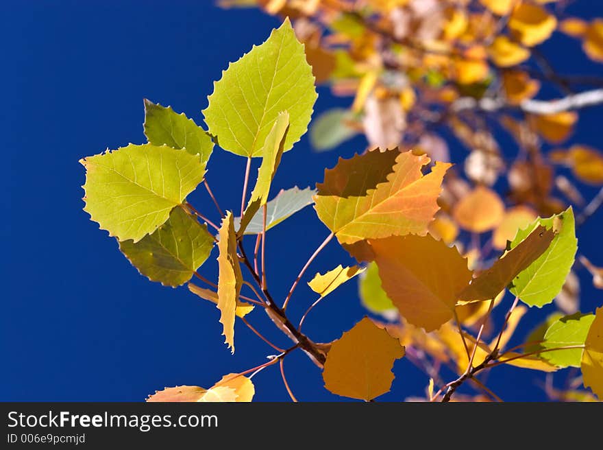 Colorful birch leaves over deep blue sky