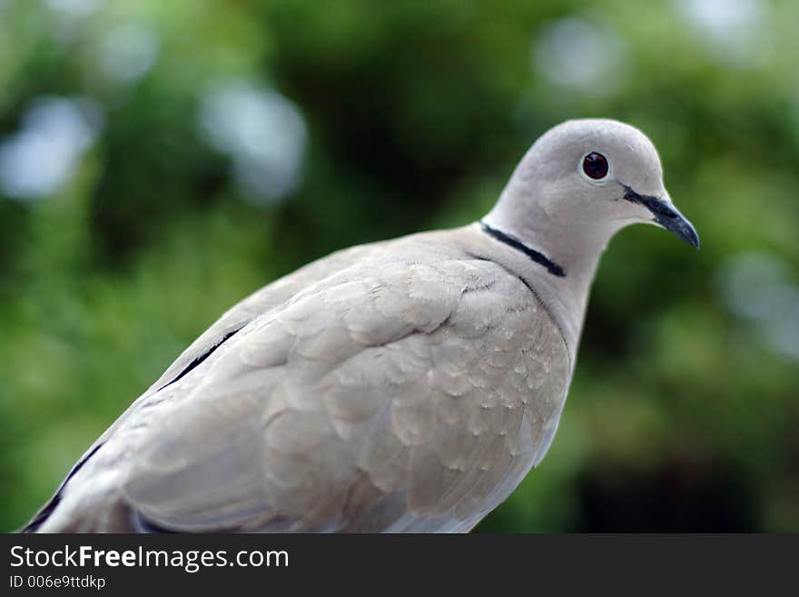 Grey dove with green foliage in the background