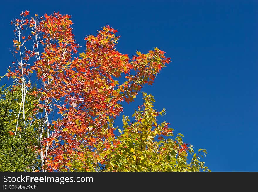 Maple tree against blue sky