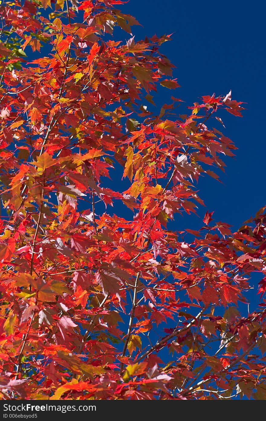 Maple tree against blue sky