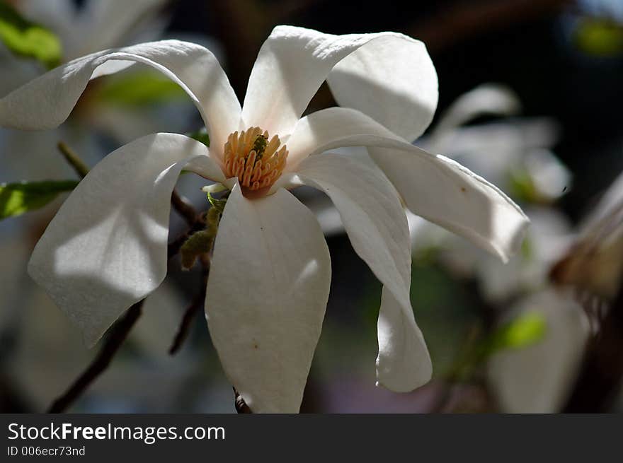 White magnolia. White magnolia