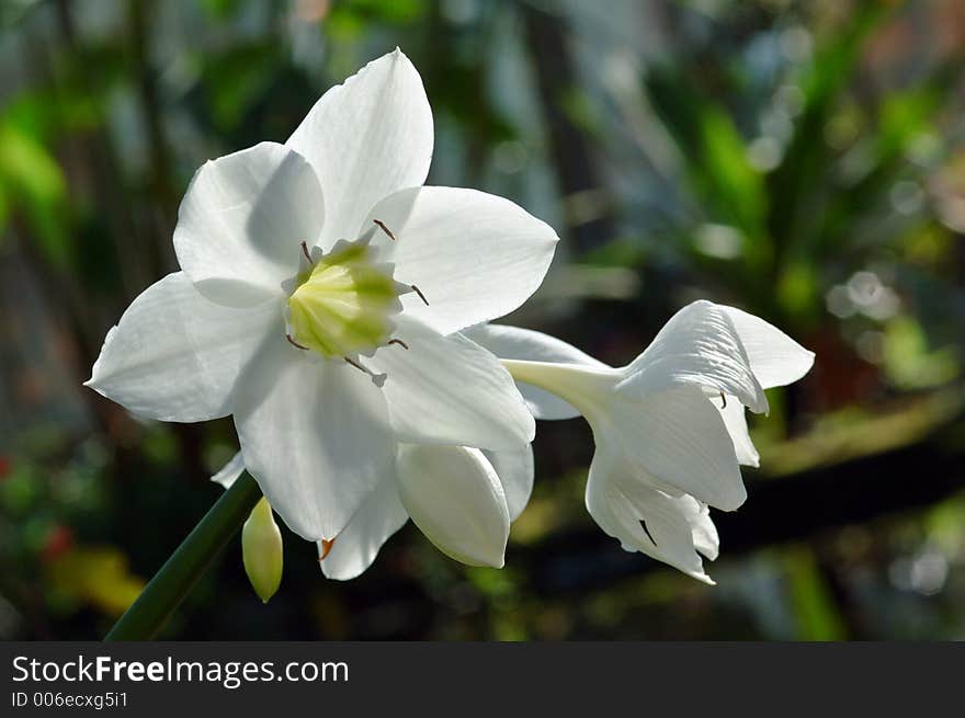 Early-blooming Narcissus