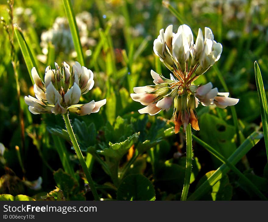 In the meadow in the evening light. In the meadow in the evening light