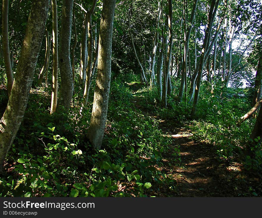 Among the trees. Among the trees