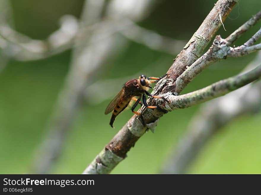 Robber fly