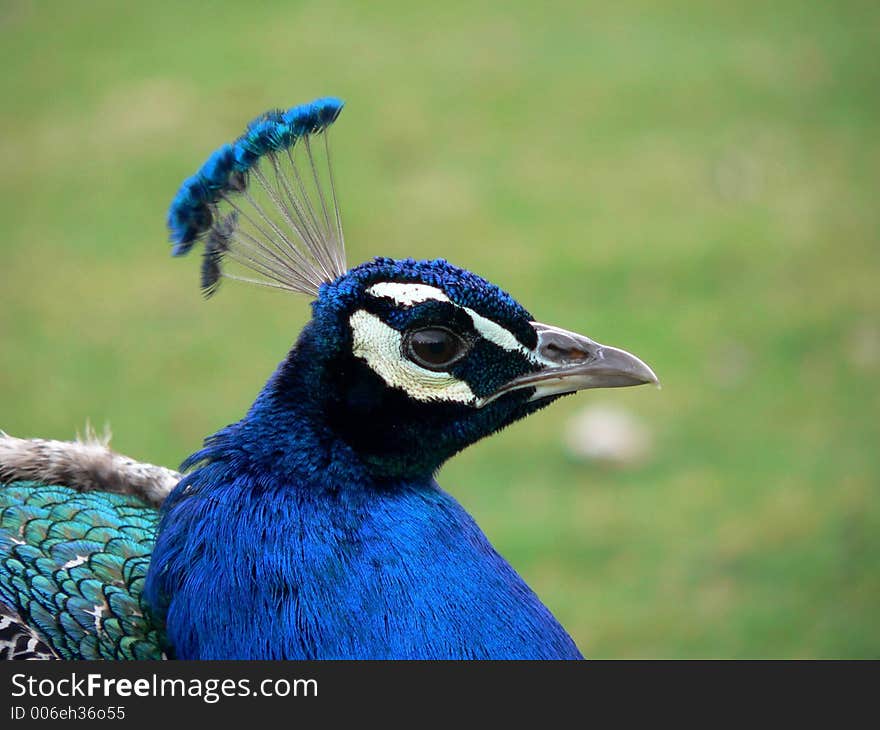 Peacock