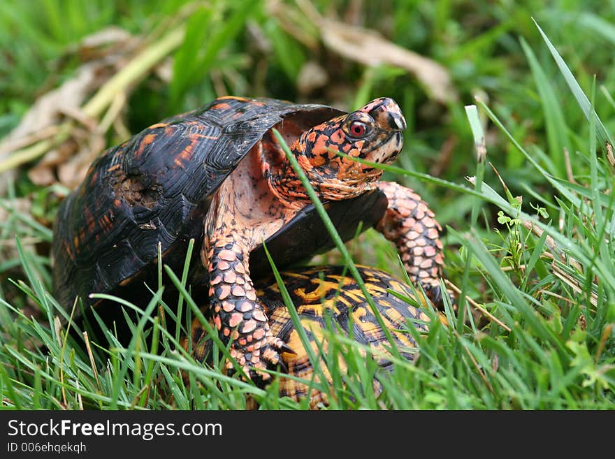 Turtles Mating