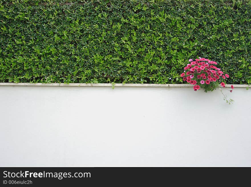 Green wall with magenta spot. Green wall with magenta spot