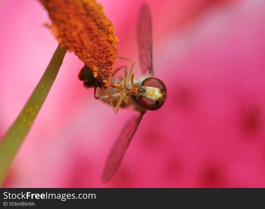 Hover Fly Eating Pollen