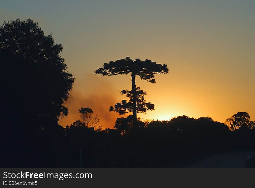 Tree silhouette