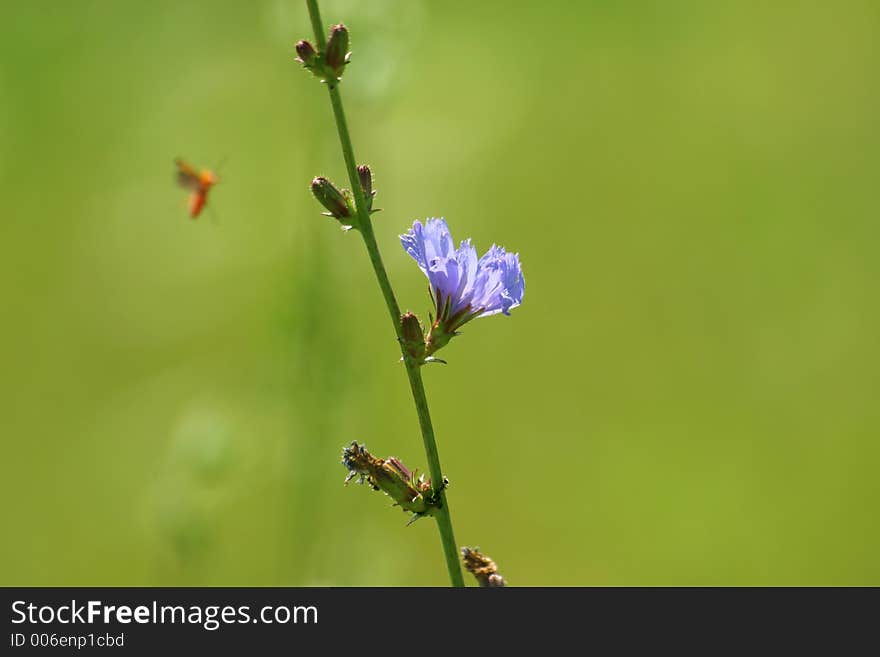 A picture of bug flying by a chicory flower