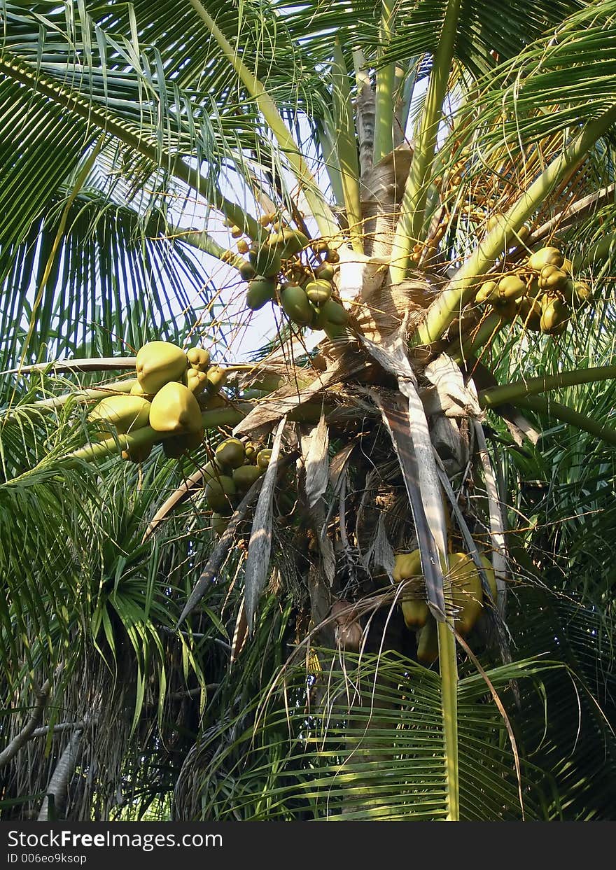 Top of coconut palm tree