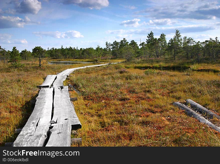 Wooden road leading across a marsh. Wooden road leading across a marsh