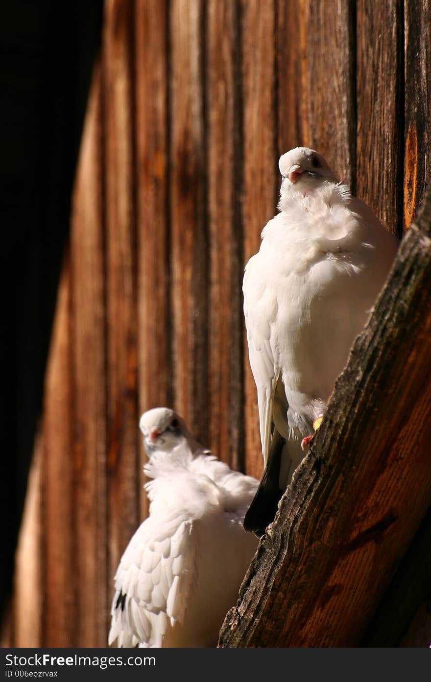 White pigeon couple