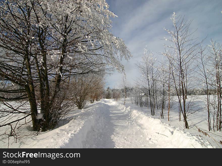 Picture of winter lanscape. Picture of winter lanscape