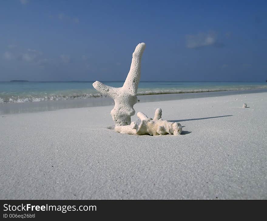 Piece of white coral beside ocean