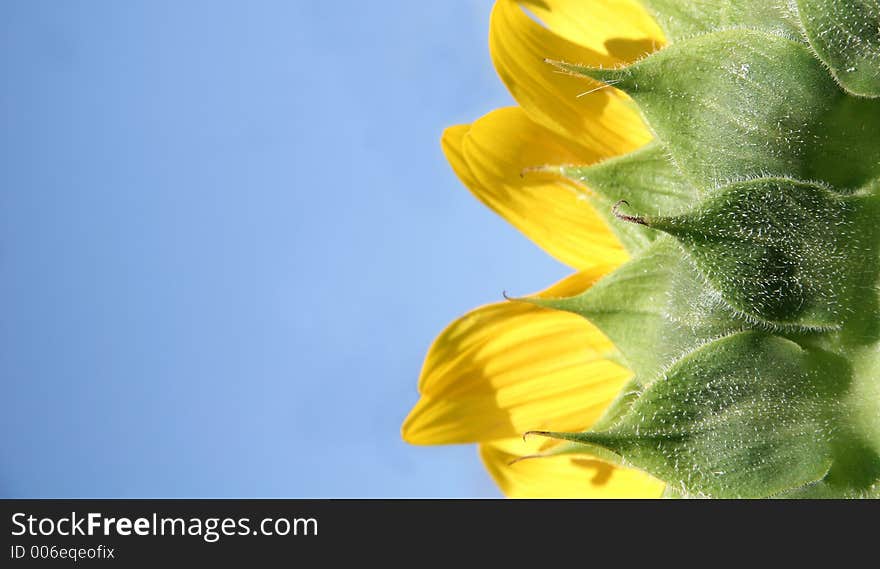 Back Of A Sunflower