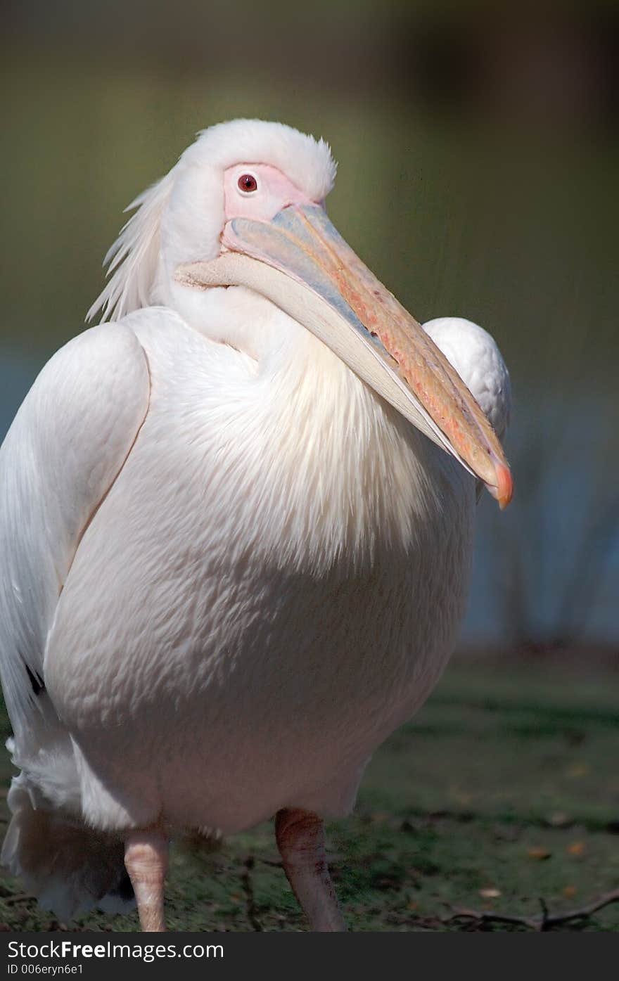 Fron view of white pelican