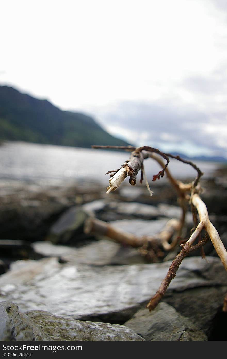 Branch On The Beach