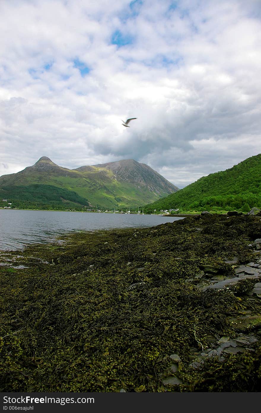 Gull over loch