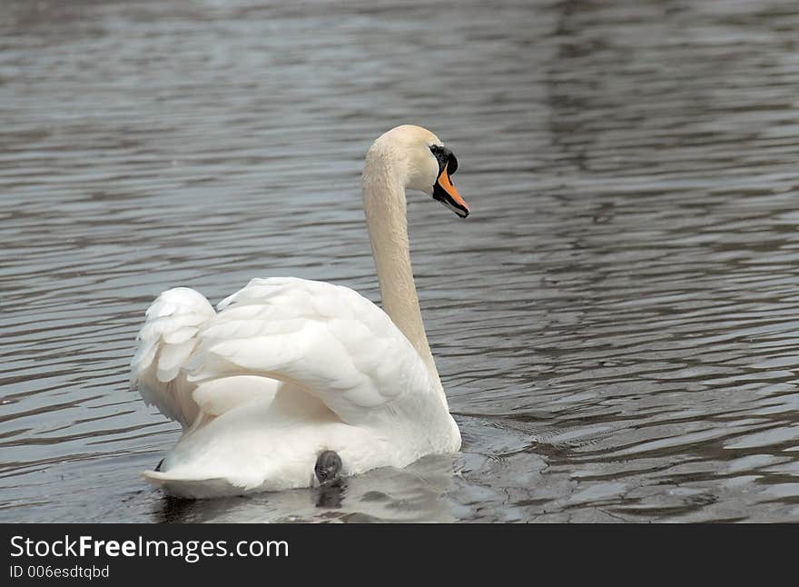 White swan swimming across lake