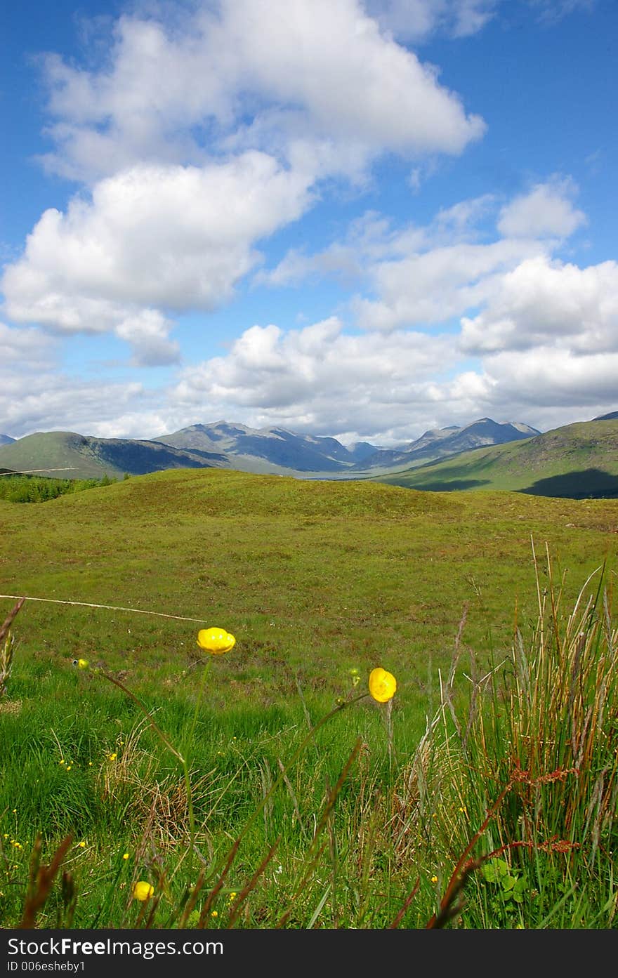 Two yellow flowers in a scottish field in front of mountains. Two yellow flowers in a scottish field in front of mountains