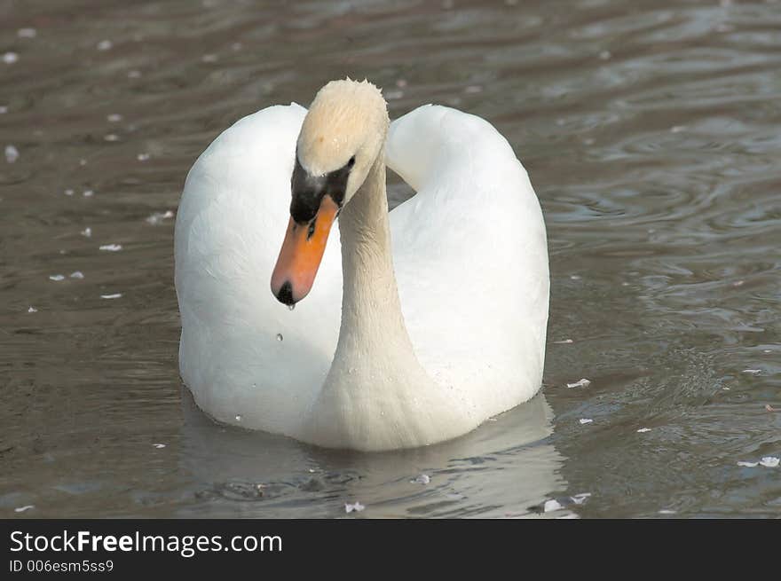 White swan , front view