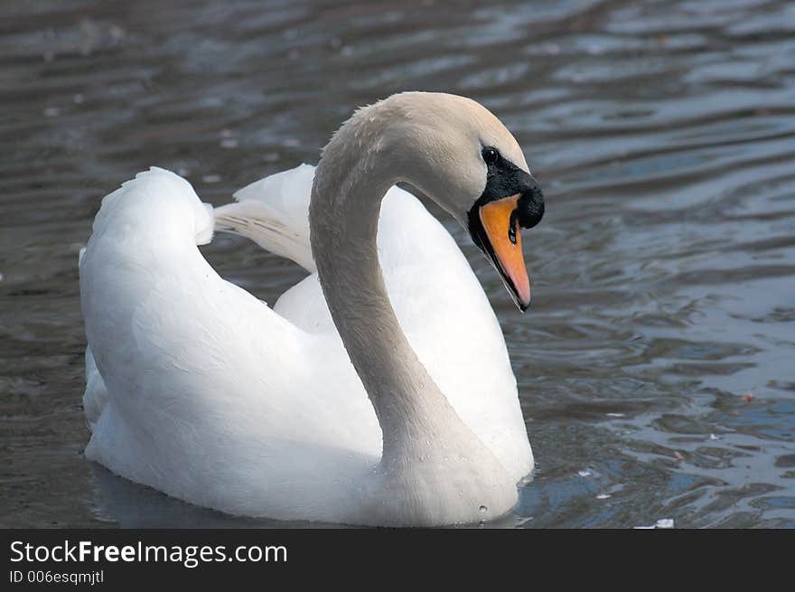 White swan swimming across lake