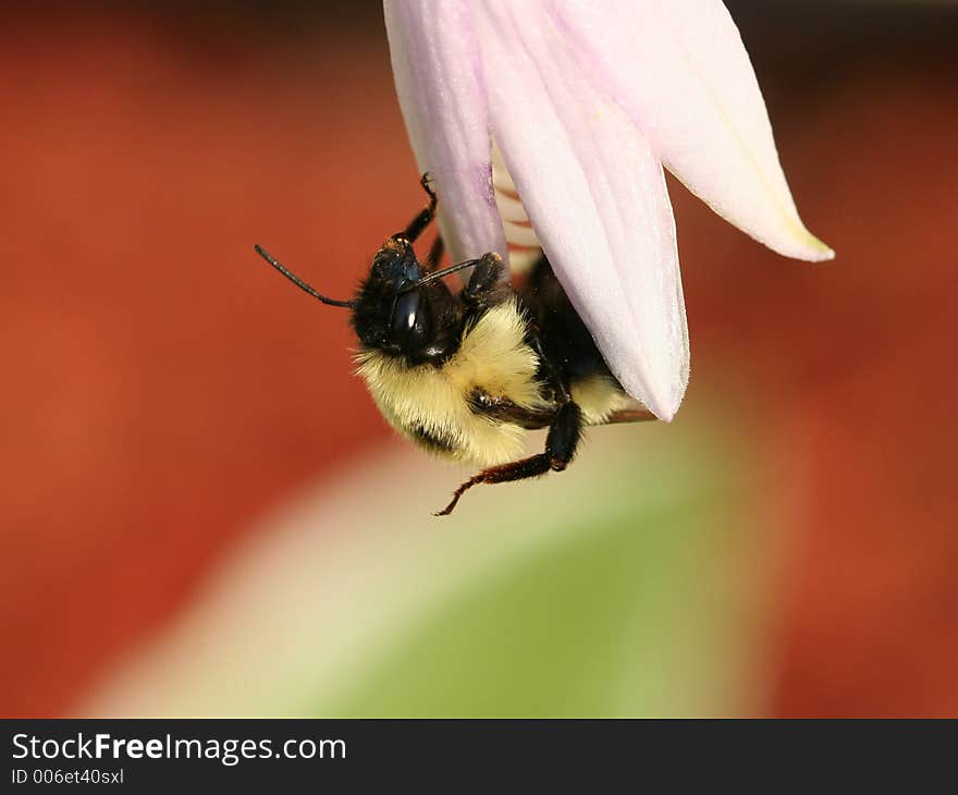 Bumblee Bee & Hosta