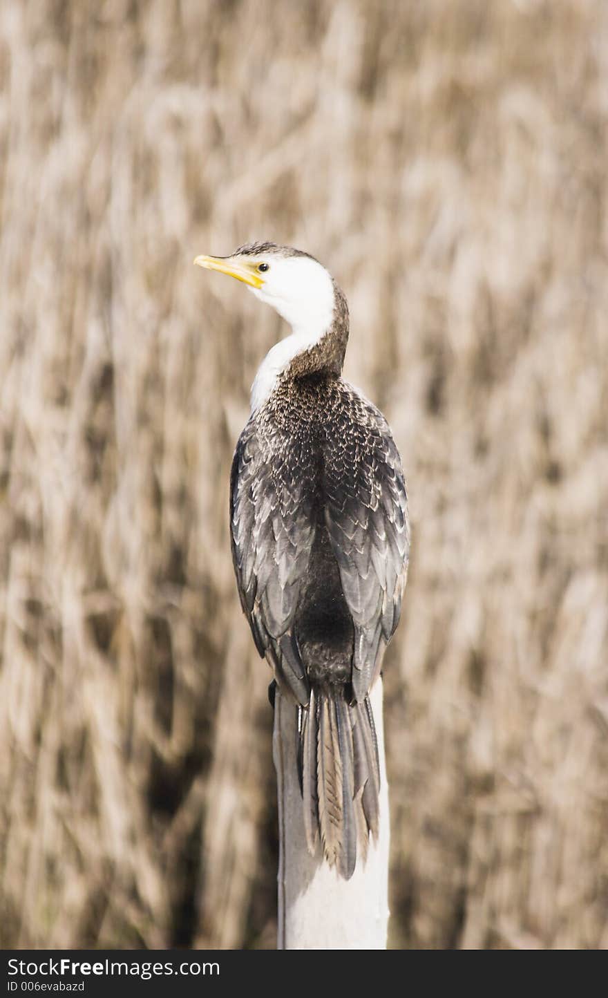 A cormorant sitting on a post. Haumoana Wetlands, Hawke's Bay, New Zealand