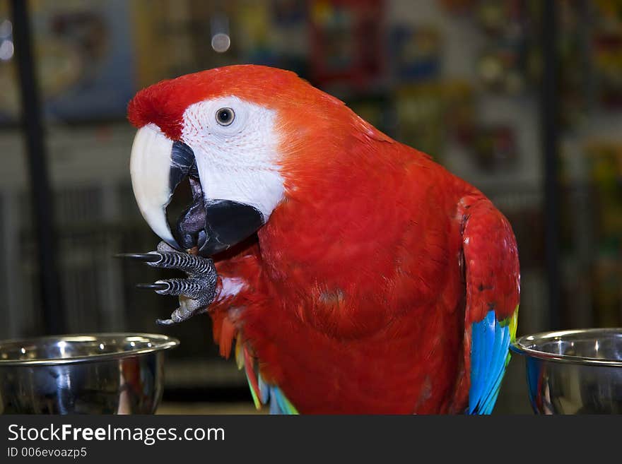 Scarlet Macaw in a Pet Store