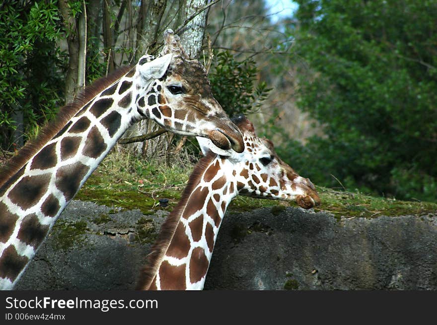 Giraffes