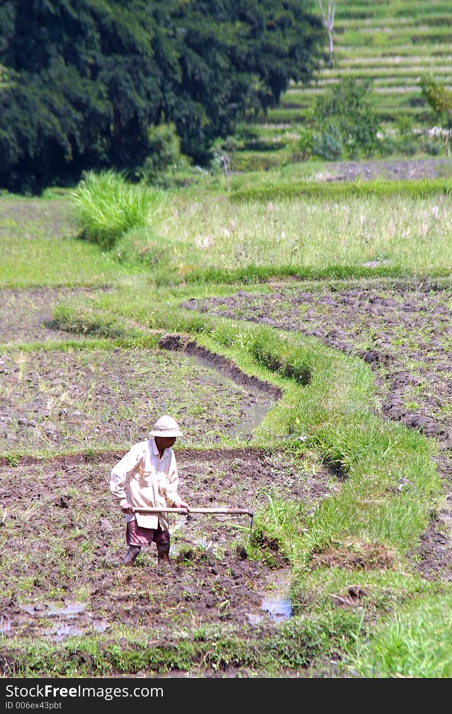 Working Men on an field - indonesia, island bali