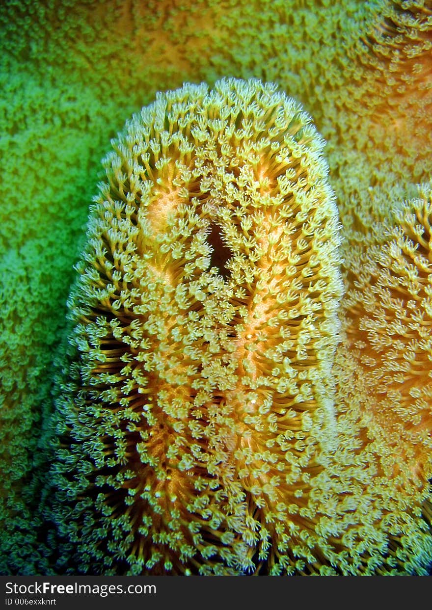 Soft Coral Pattern