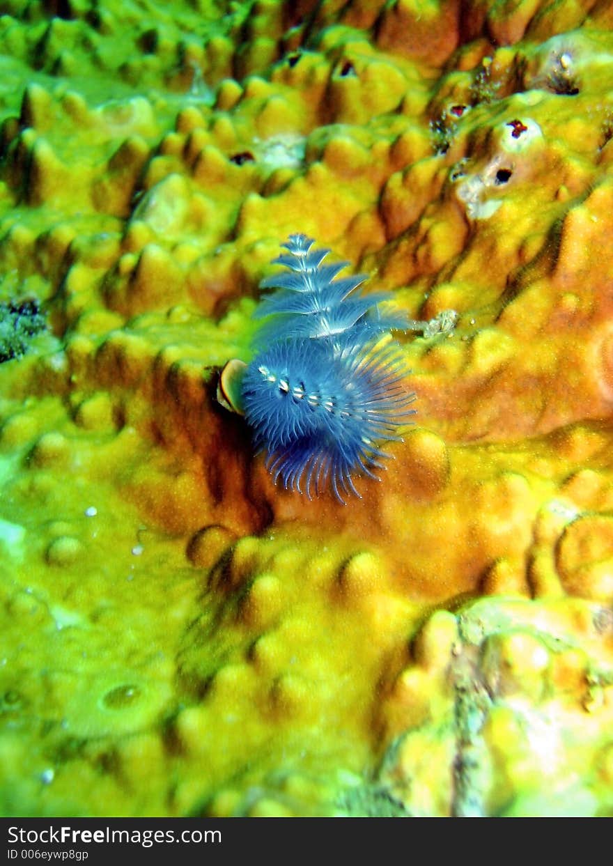 Christmas Tree Tubeworm