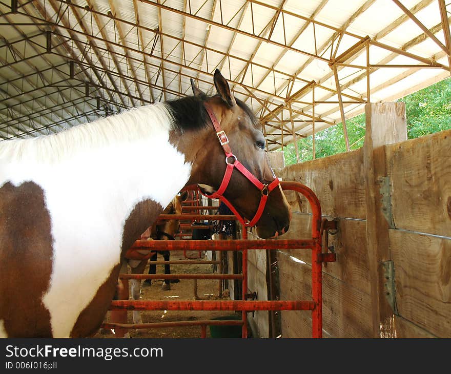 Horse in stall