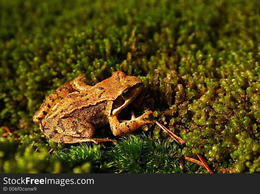 Frog on the moss