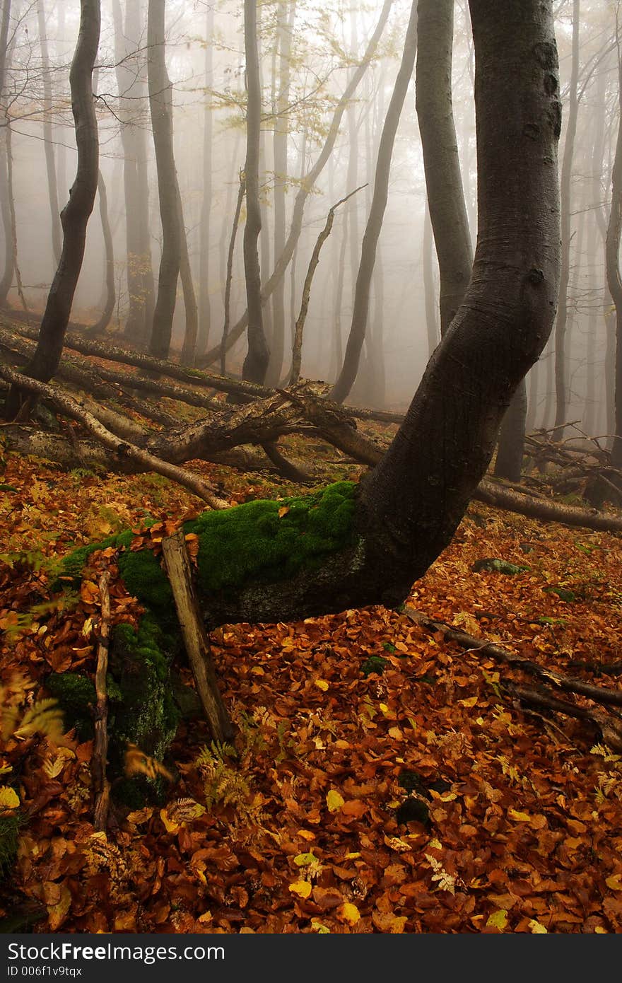 Foggy forest in Giant mountains