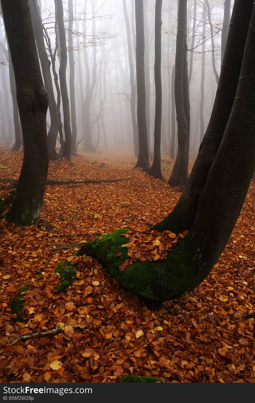 Foggy Forest In Giant Mountains