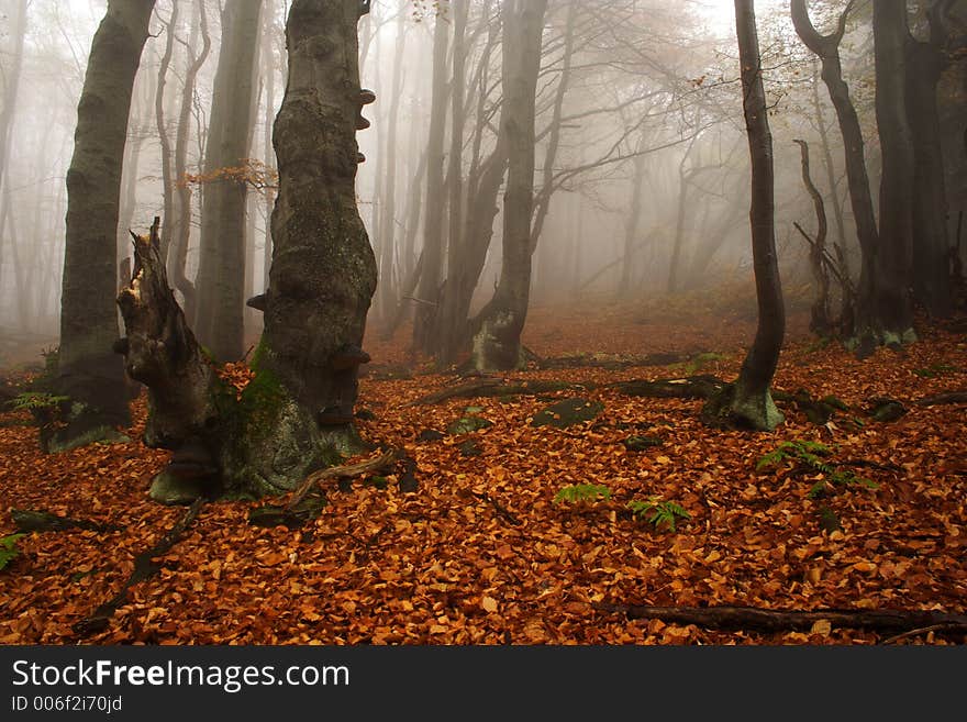 Foggy Forest In Giant Mountains