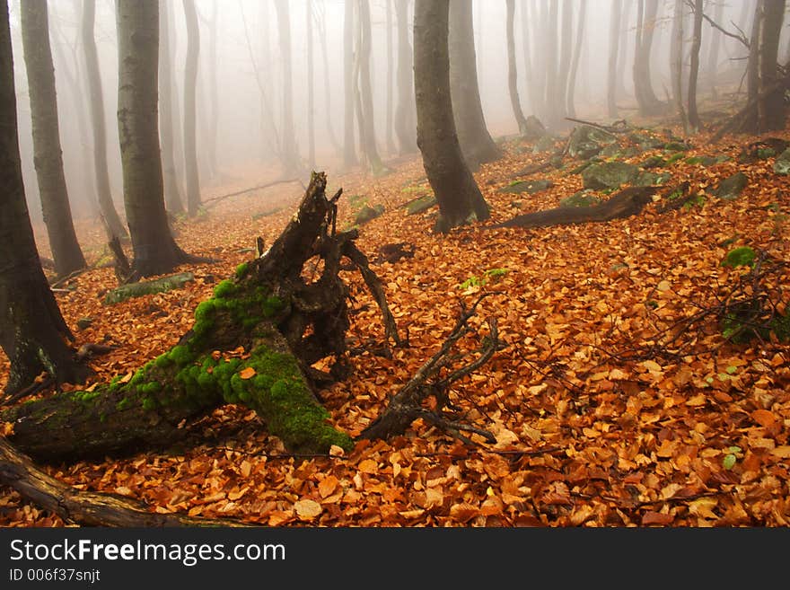 Foggy forest in Giant mountains