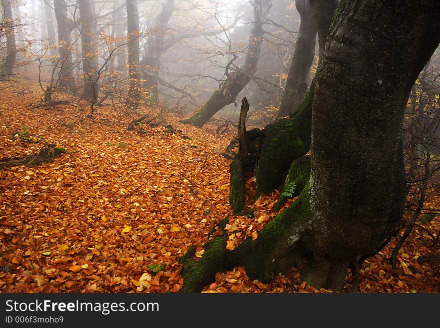 Foggy forest in Giant mountains