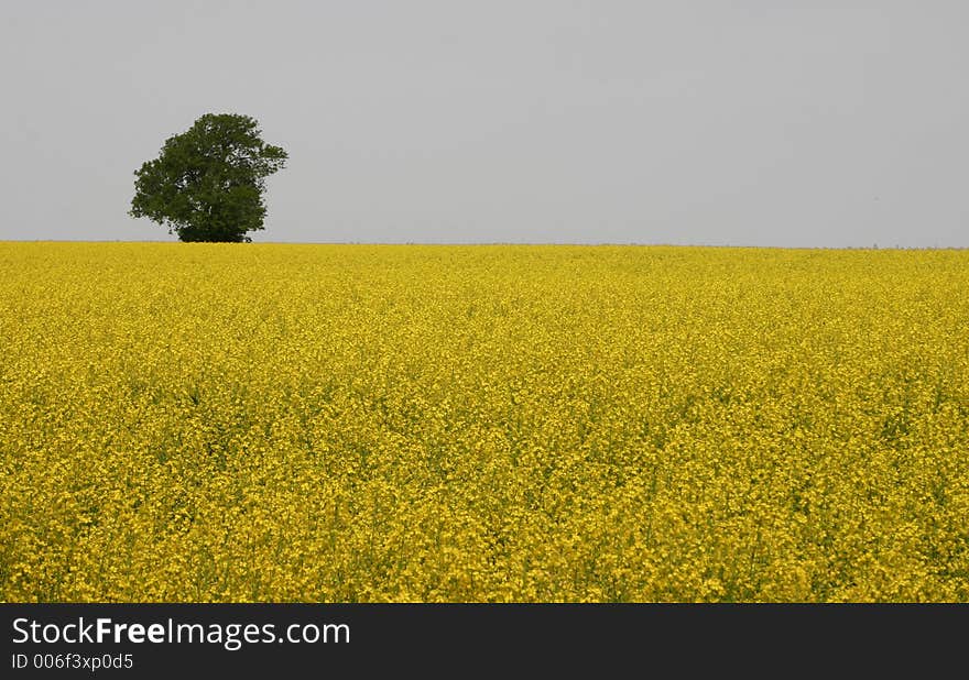 A lone tree breaks the skyline in a bright yellow field of oilseed rape crop. A lone tree breaks the skyline in a bright yellow field of oilseed rape crop.