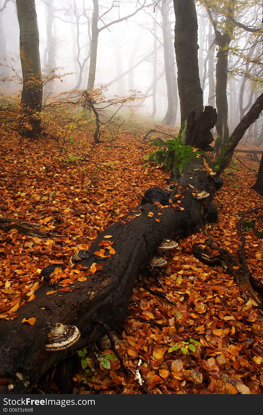 Foggy forest in Giant mountains