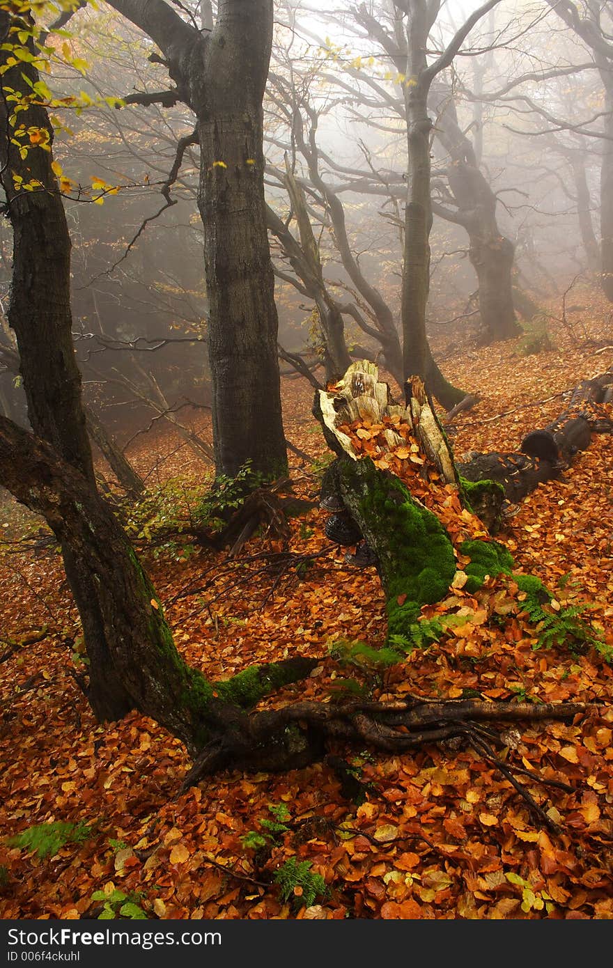 Foggy forest in Giant mountains