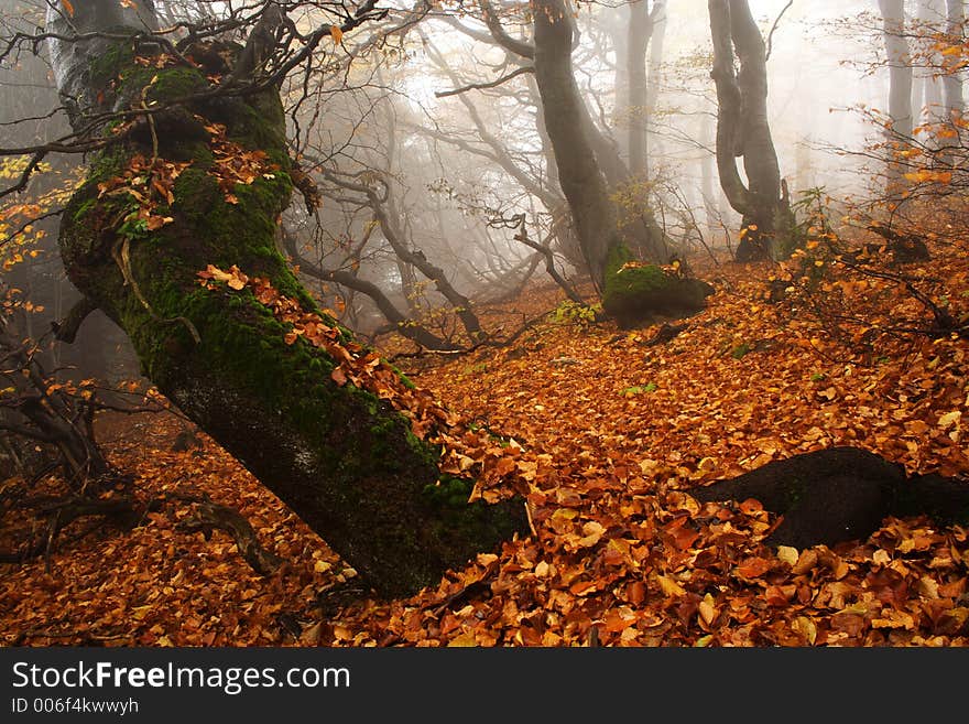 Foggy forest in Giant mountains