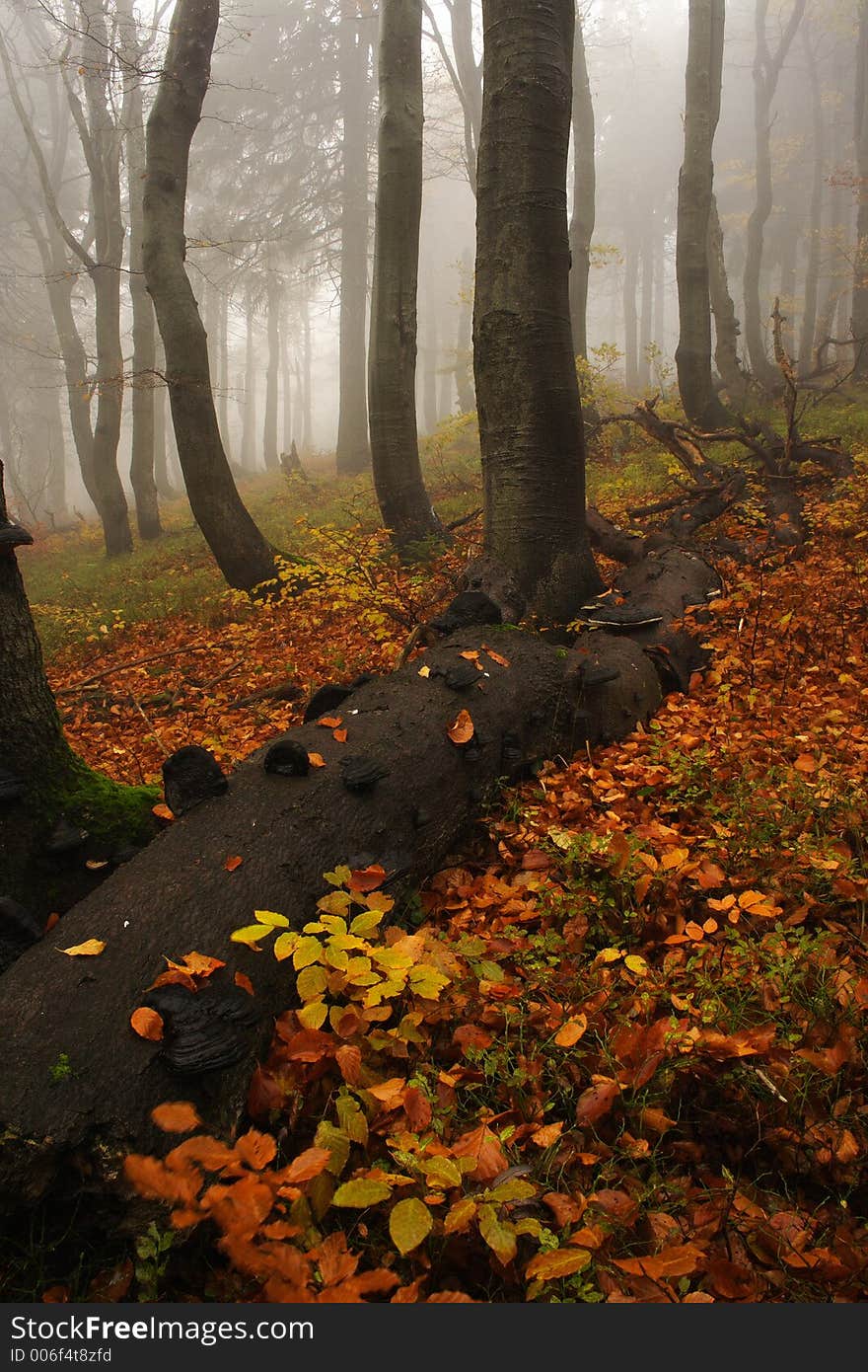 Foggy Forest In Giant Mountains