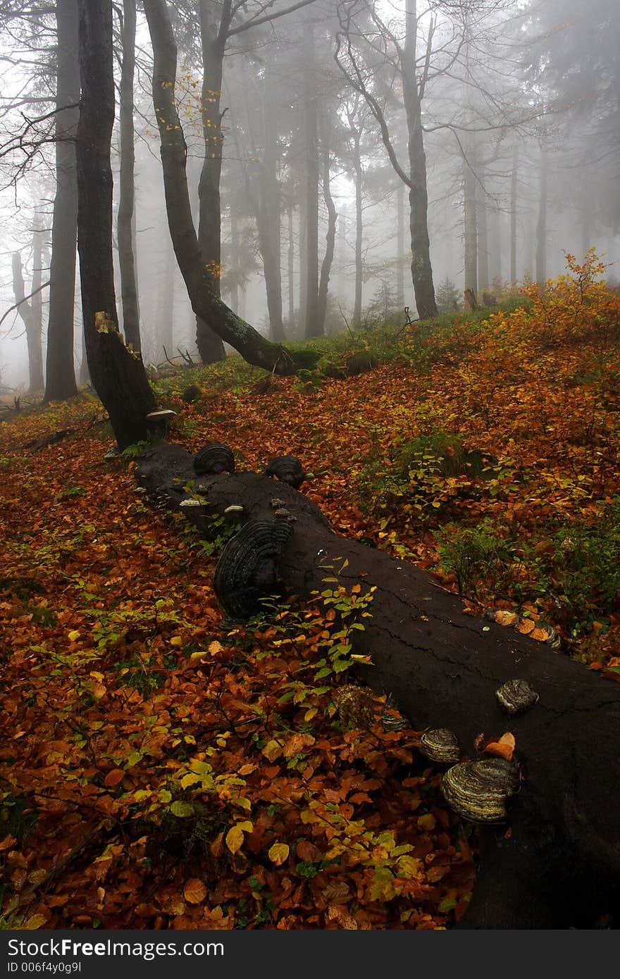 Foggy Forest In Giant Mountains